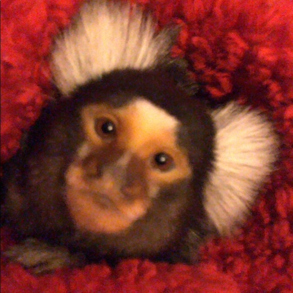 Meet your Posher, Gabe - Picture 1 of 1